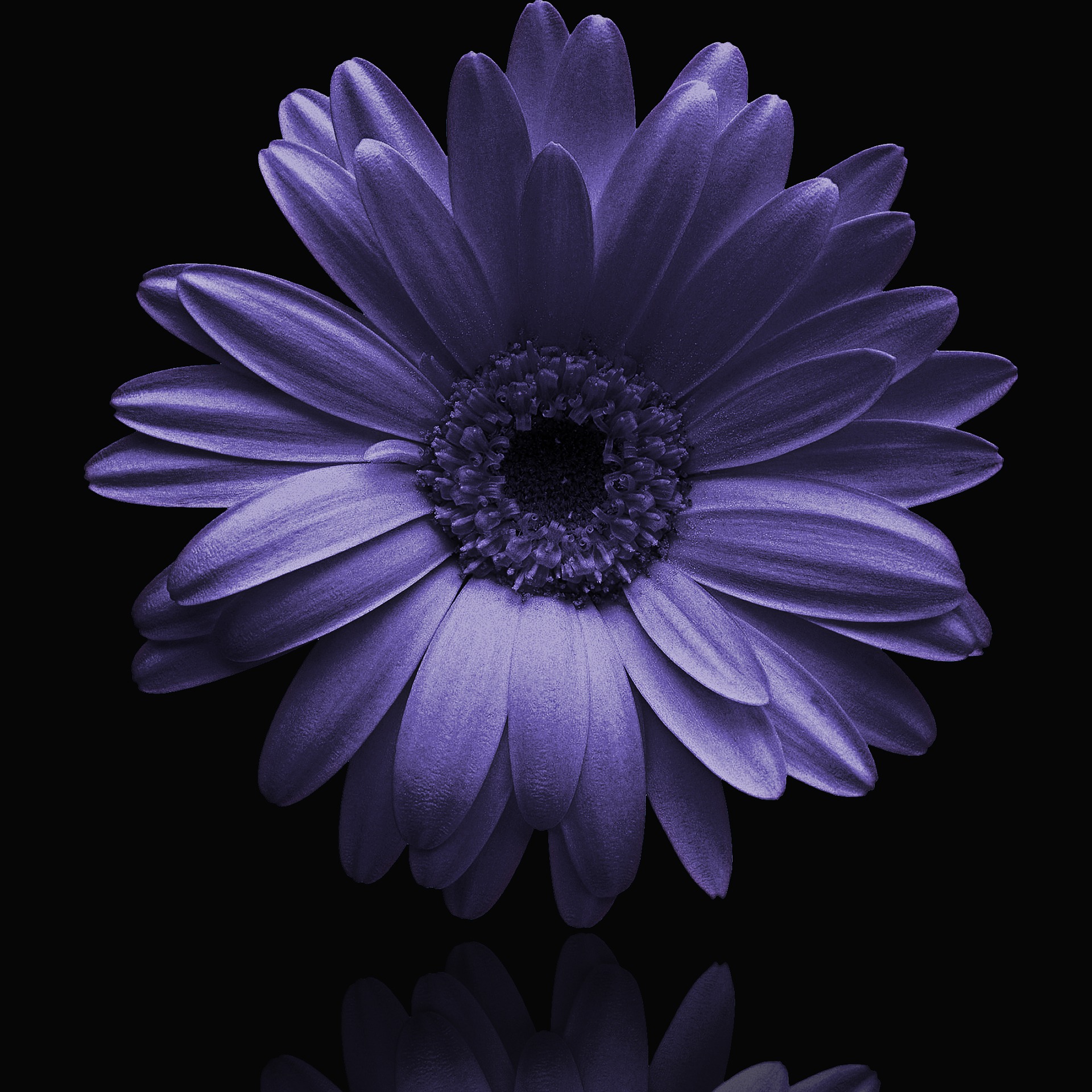 blue flower